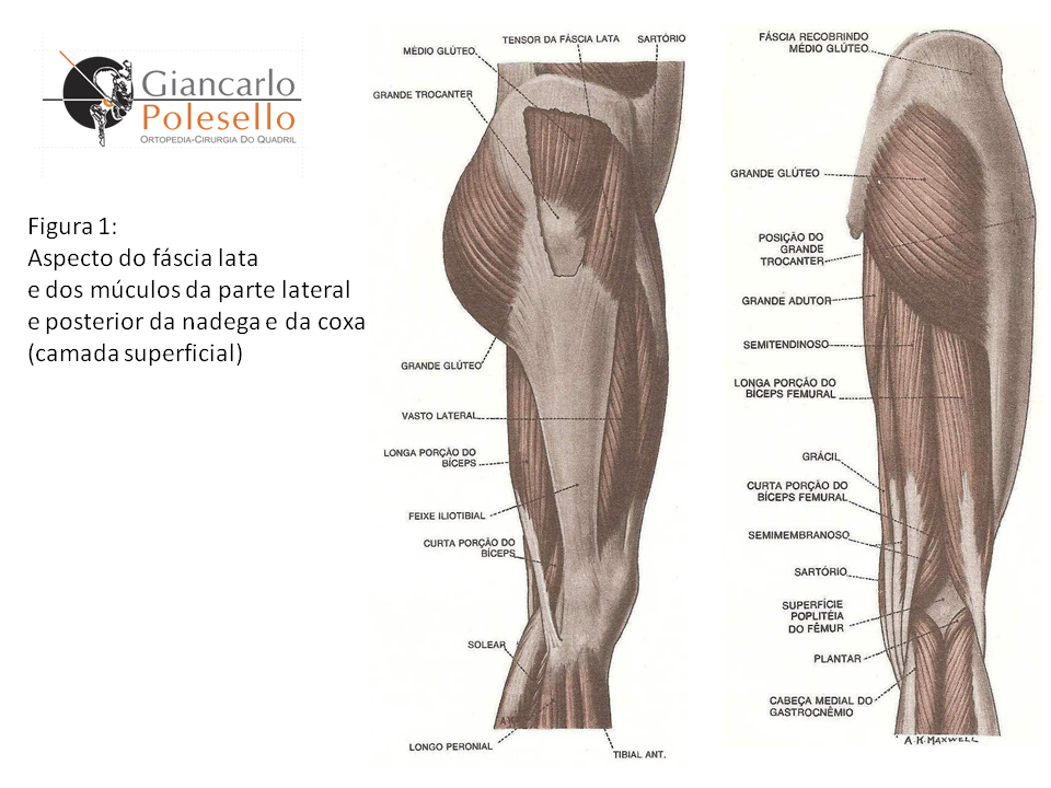 Aspecto da fáscia lata e dos músculos da parte lateral e posterior da nádega e da coxa (camada superficial)