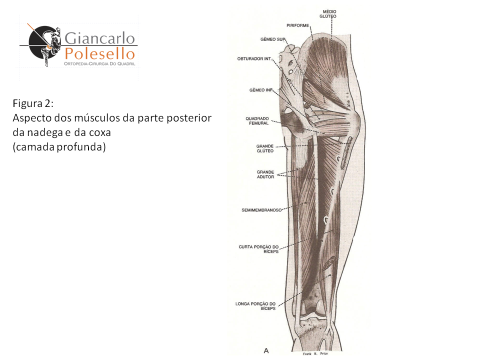 Aspecto dos músculos da parte posterior da nádega e da coxa (camada profunda)