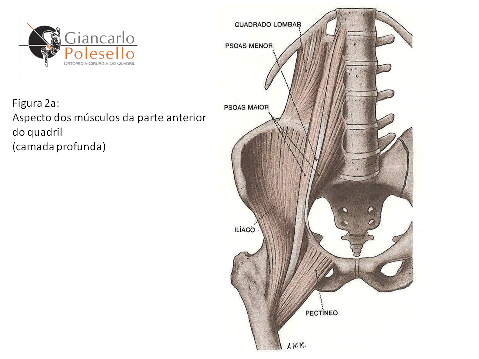 Aspecto dos músculos da parte anterior do quadril (camada profunda)