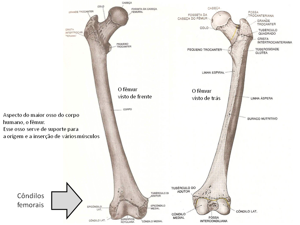 Anatomia Do Femur