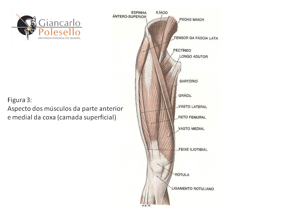 Aspecto dos músculos da parte anterior e medial da coxa (camada superficial)