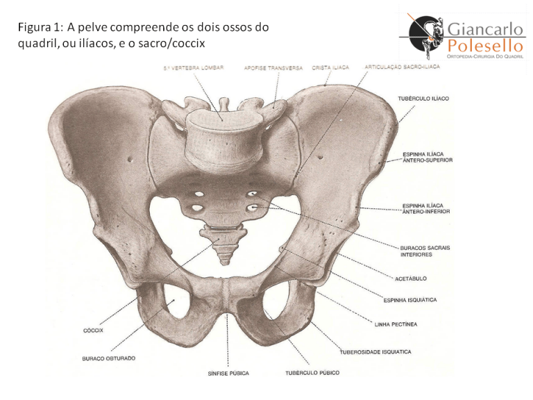 Anatomia da pelve: entenda sua importância no corpo humano - Cirurgia ...