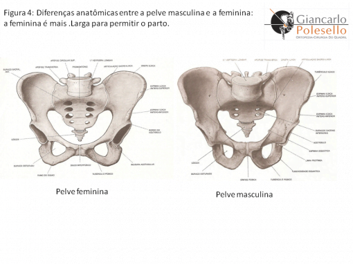 Anatomia da pelve: entenda sua importância no corpo humano - Cirurgia ...